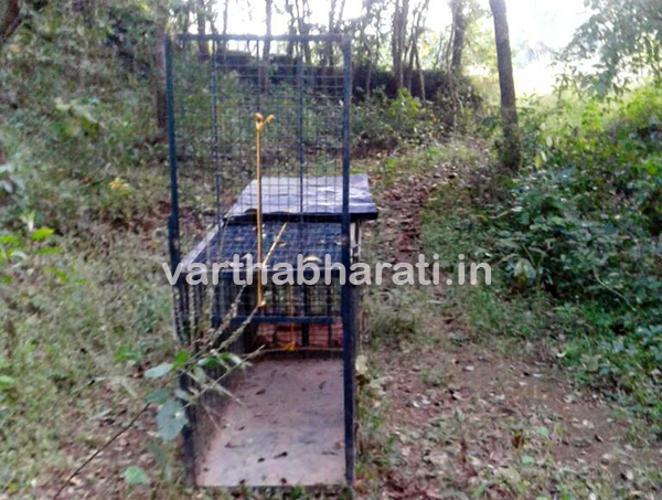 ಅಮ್ಯಾಲುಯಲ್ಲಿ ಚಿರತೆ ಕಾಟ